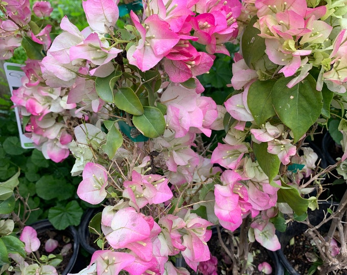 Bougainvillea pink and white 1-2 feet tall  ship in 6" pot