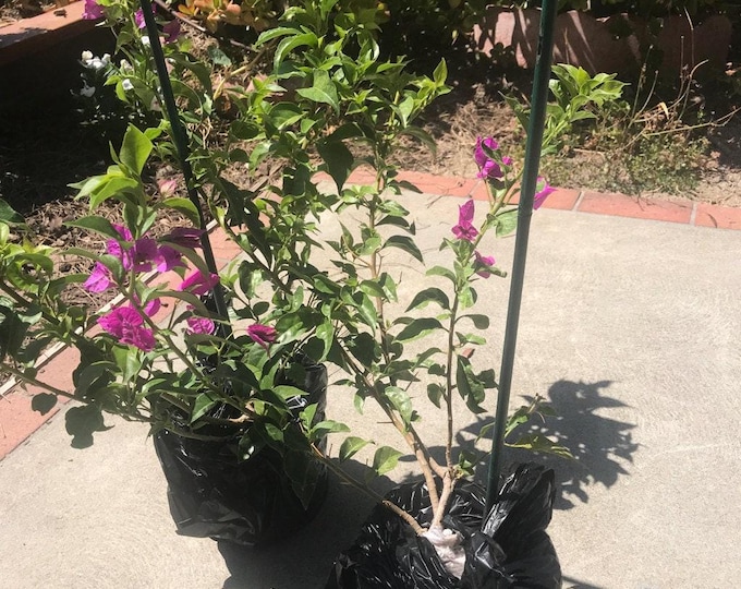 Bougainvillea purple 1 live plant 1-2 feet tall ship in 6" pot