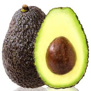 Has Avocado Grafted Tree - 1  Feet Tall - Ship in Plastic Bag
