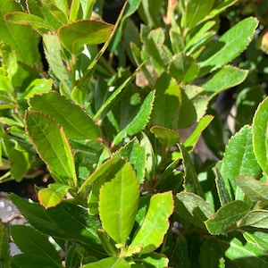 Arbutus unedo -live plant 1 ft ship in 6” pot