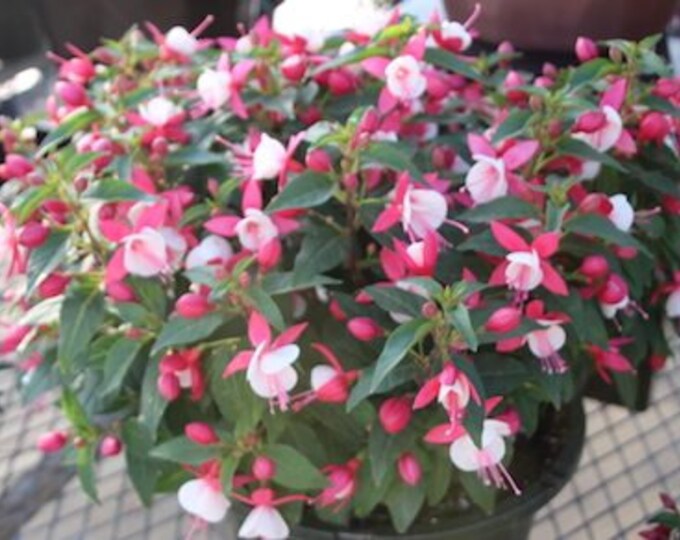 Fucshia ‘Fuchsita XL Deep Rose White’  - 1 Plants  - 4" Tall - Ship in 3" Pot