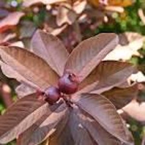 May include: Close-up of guava plant with reddish-brown leaves and two small, round, reddish-purple guavas. The leaves have a textured appearance, and the background is blurred, suggesting a focus on the fruit and foliage.
