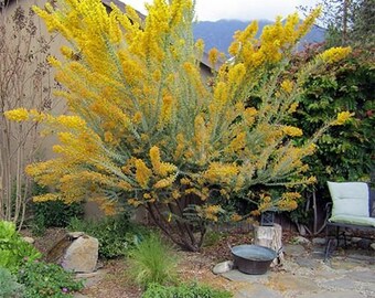 Acacia cultriformis- 1 Feet  Tall - Ship in 6" Pot