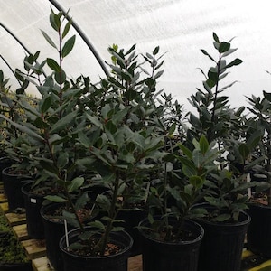 May include: A group of potted bay laurel trees in a greenhouse setting. The trees are all about the same size and have dark green leaves. The pots are black plastic.