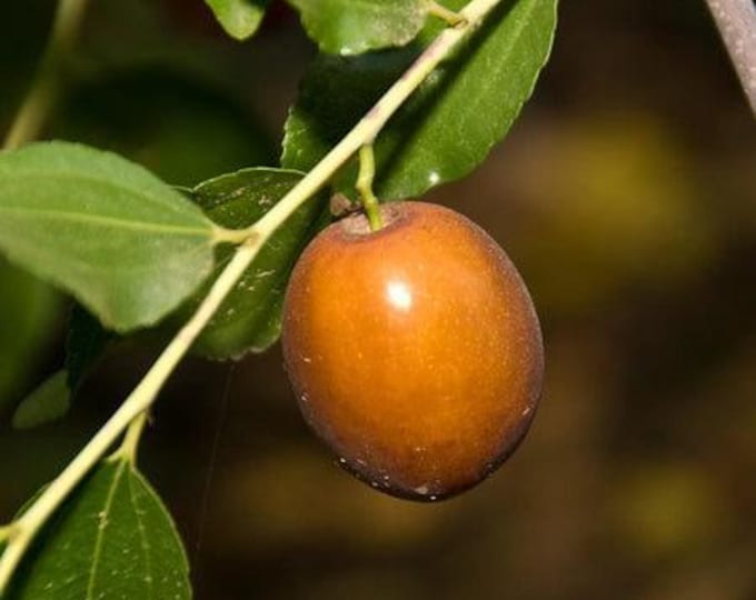 Sugar can jujube - 3 feet tall - grafted tree - ship in 3gal pot