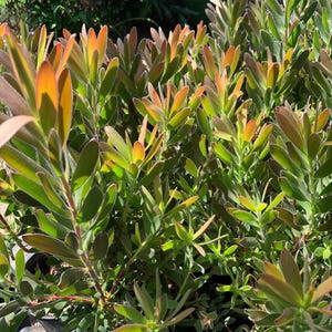 Leucadendron safari sunset 1 live plant  ship in 6" pot
