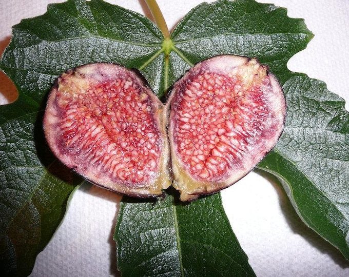 Fig 'Violeta de Bordeaux'  - 1 Plants - 2 to 3 Feet Fall -  Ship in  Pot