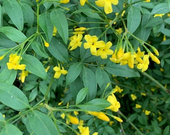 Jasminum humile - Italian jasmine - 1 Plants - 1 to 2  Feet Tall - Ship in 6" Pot