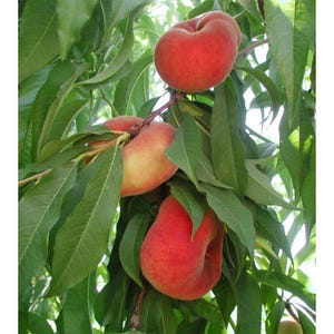 Peach Galaxy - 2 to 3 feet tall - ship in 6&quot; pot