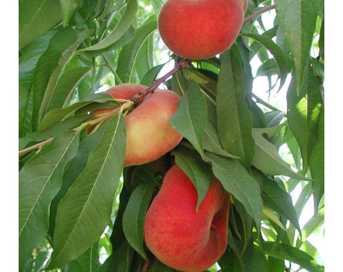Peach Galaxy - 2 to 3 feet tall - ship in 6" pot