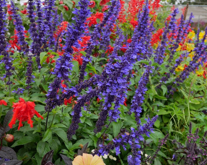 Salvia  'Mystic Spires'  1 live plant  - ship in 6" pot