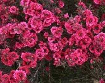 Leptospermum scoparium ‘Ruby Glow’ - 1 Plants  - 1 feet Long  - Ship in 6" Pot