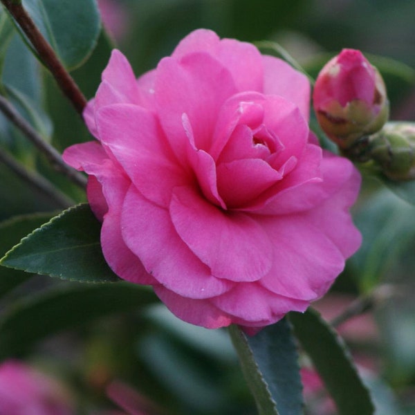 Chansonette Camellia - 1  Plant - 1 Feet Tall - Ship in 6" Pot