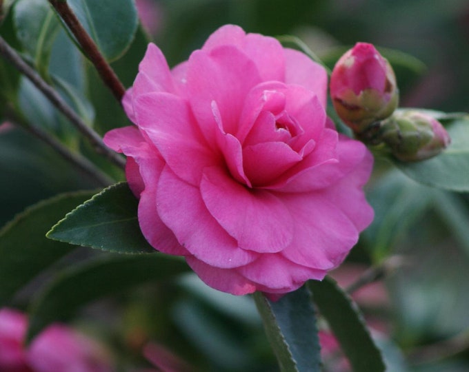 Chansonette Camellia - 1  Plant - 1 Feet Tall - Ship in 6" Pot