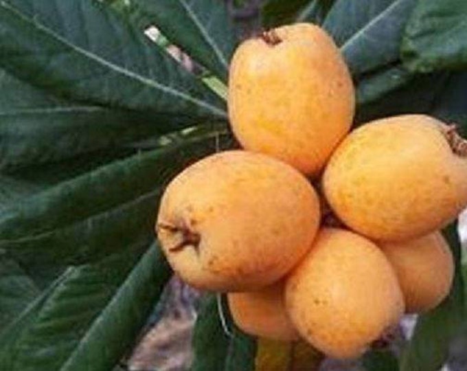 Big Jim Loquat - Seedling Tree  - 1 to 2 Feet Tall - Ship in 6" Pot