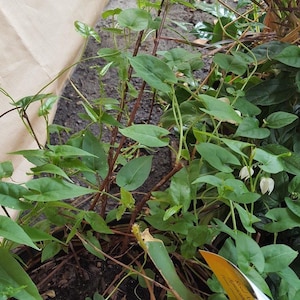 May include: Close-up of a green plant with heart-shaped leaves and brown stems. The plant has small white flowers and is surrounded by other greenery. A yellow tag is partially visible.