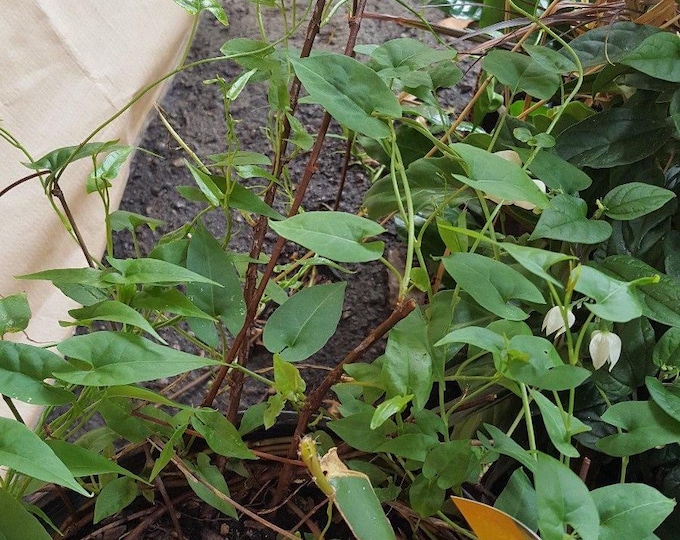 Fo ti (polygonum multiflorum) hà thủ ô starter plant ship in 3" tall pot