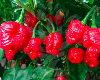 Pepper Trinidad Scorpion 1 live plant 3” pot