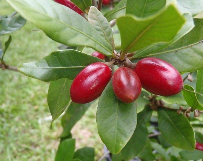 Miracle berry fruit tree - 1 plant -  2 feet tall  - ship in 3 gal pot