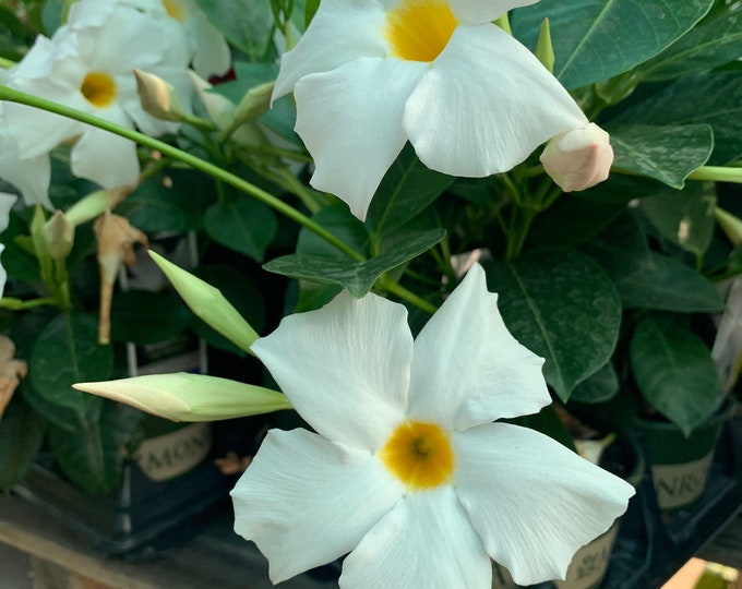 White mandevilla 1 live plant 6” pot