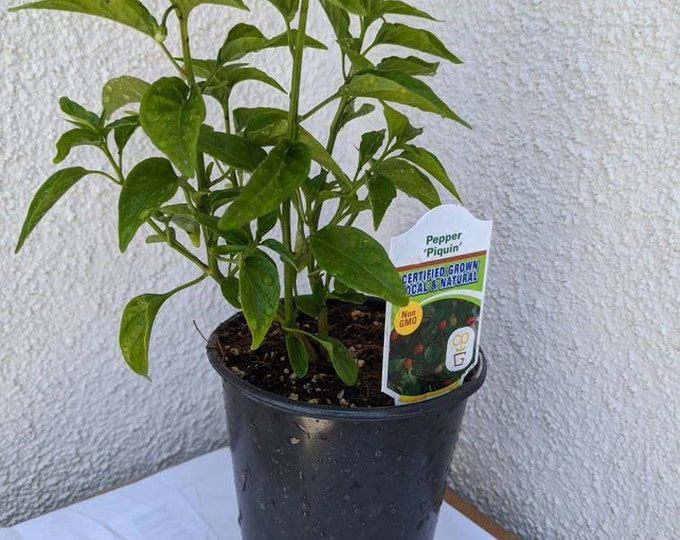 Pepper Pequin - Piquin Chili Capsicum annuum  - 1 Plants  - 6 " to 1 Feet Tall  - Ship in 6" Pot