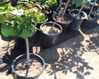 Longan  Tree - 1 Plant -  2  Feet Tall - Air Layered Bigger Trunk - Ship in 3 Gal Pot