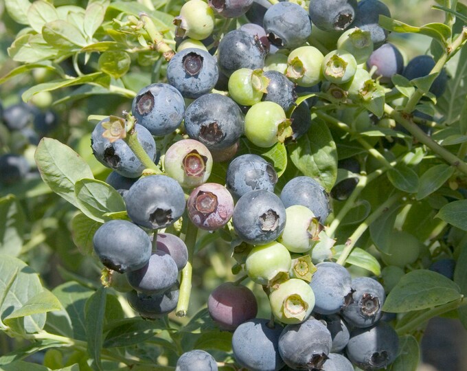 O'Neal Blueberry -  1 Feet Tall - Ship in 6" Pot