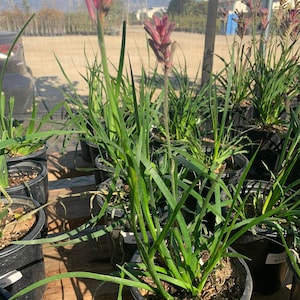 Kangaroo paw pink (anigozanthus)  ship in 6&quot; pot