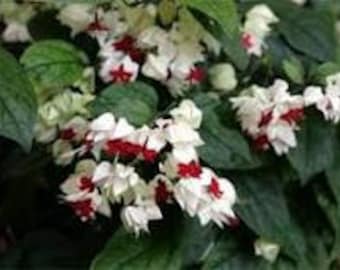 white-Red Bleeding Heart Vine, Clerodendrum thomsoniae -  1 Feet Tall - Ship in 3" Pot