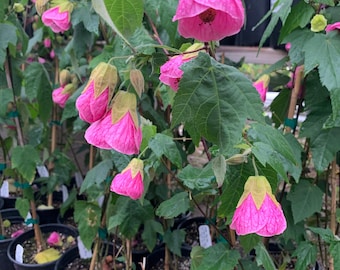 Abutilon ‘neon rose’ 1 live plant 1-2ft tall ship in 6” pot