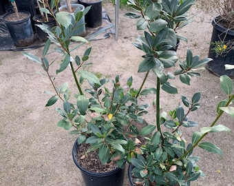 Bay leaf (laurie nobilis) - 2 to 3 feet tall ship in 3 gallon pot