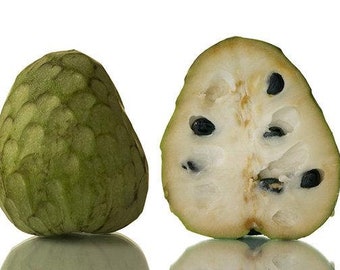 Booth  Cherimoya - 1 to 2  Feet Tall - Grafted Tree -  Ship 3 Gal Pot