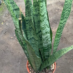 May include: A potted snake plant, also known as Sansevieria trifasciata, with long, upright leaves. The leaves are a mix of green and dark green, with a striped pattern. The plant is in a terracotta-colored pot.