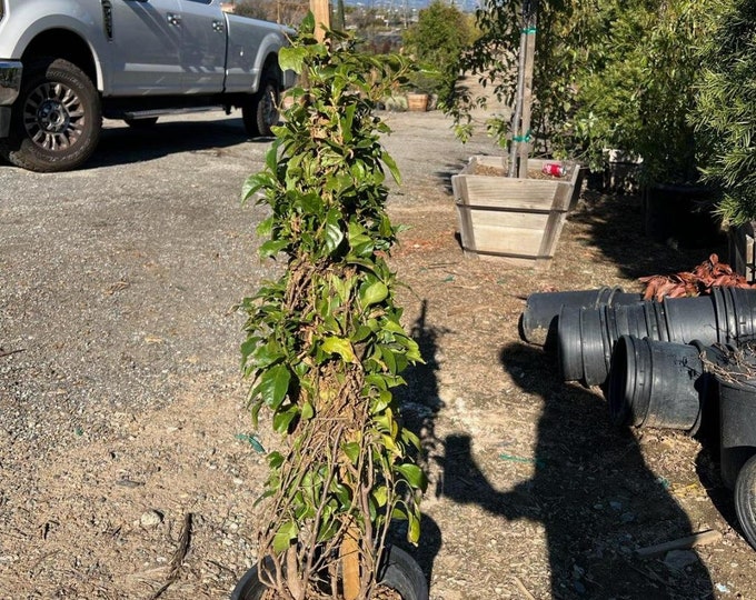 Bougainvillea Purple - 2 to 3  feet Tall - Bigger Trunk - Great for bonsai - Ship in 3Gal  Pot