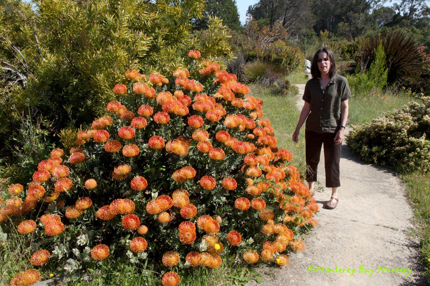 Leucospermum ‘Flame Giant’ - Pincushion - 1 Feet Tall - Ship in 3 Gal Pot