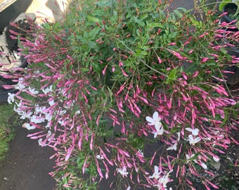 May include: A hanging basket filled with a variety of pink and white flowers. The flowers are in bloom and have a delicate, fragrant scent.