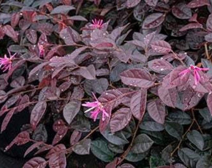 Loropetalum chinense 'Rubrum'  - 1 Stater Plants -  1 Feet Tall - Ship in 6" Pot