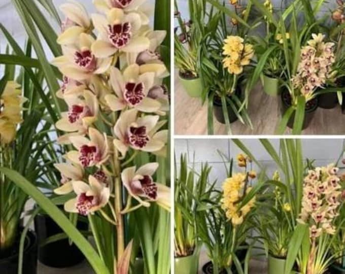 Cymbidium Orchid Plants - Pink - 1  Starter - 1 Feet tall - Ship in 6" Pot
