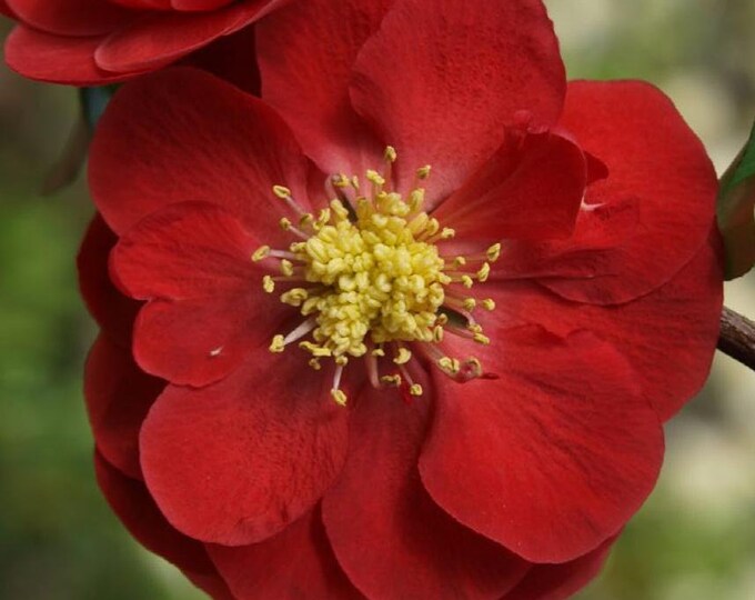 Double Take Scarle Flowering Quince  - 1  Plant  - 1 to 2  Feet Tall - Great for Bonsai - Ship in 6" Pot