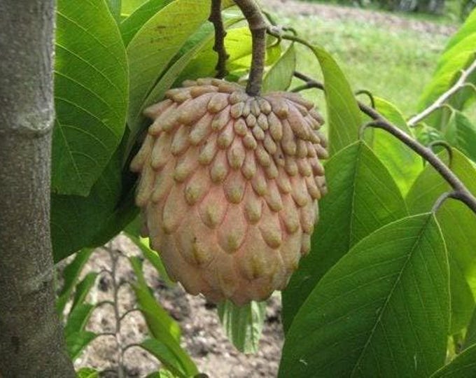 Lisa atemoya fruit tree -  1 to 2 feet tall - ship in 3gal pot