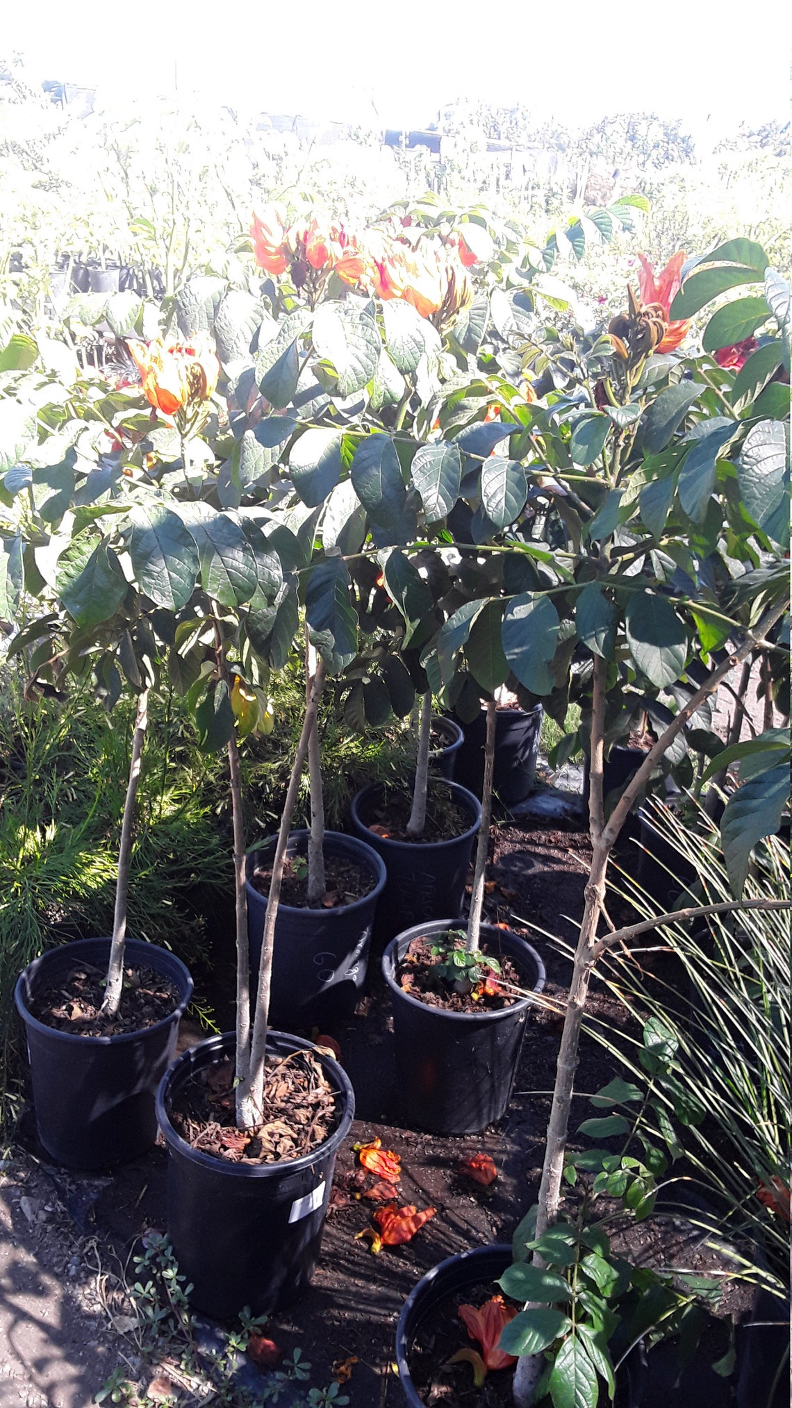 African Tulip Tree 2 to 3 Feet Ship in 3gal Pot Etsy