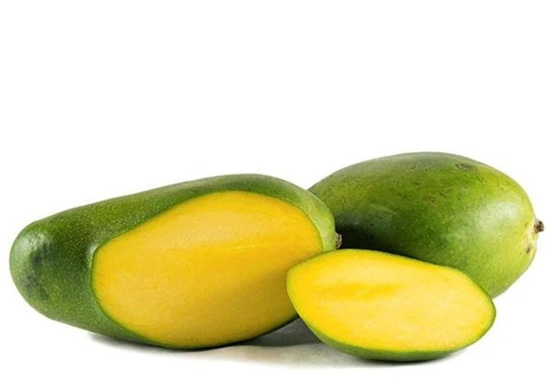 Keitt Mango Tree Grafted Tree 2 Feet Tall Ship in 3 Gal Pot Etsy