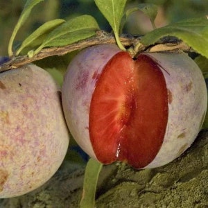 Dapple Dandy Pluot Tree  - Prunus 'Dapple Dandy' - 4 to 5 Feet Tall - Ship in 3Gal pot