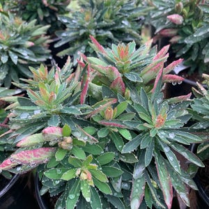 May include: A potted plant with green leaves and red edges. The leaves are covered in water droplets.