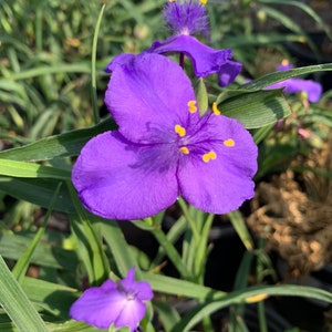 Tradescantia virginia purple spiderwort 1 feet tall in 6 pot image 3