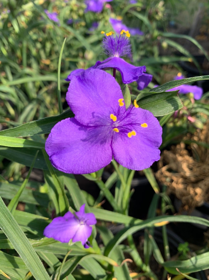 Tradescantia virginia purple spiderwort 1 feet tall in 6 pot image 3