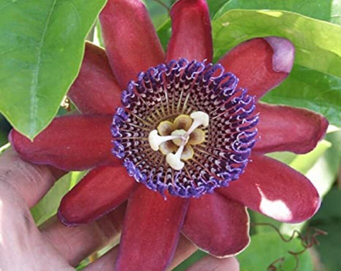 Giant Passion Fruit  Ruby Glow - 1 Plants - 1to 2 Feet Long - Ship in 6" Pot