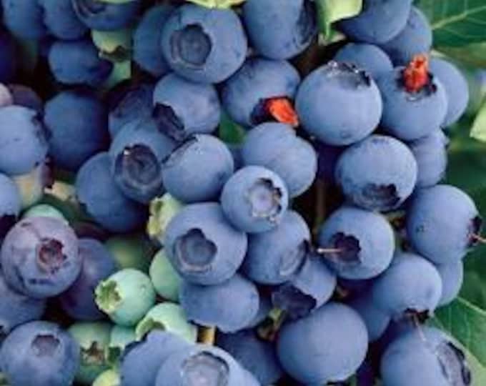 Bluecrop Blueberry - 1 Feet tall - Ship in 6" pot