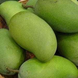 Okrung  mango tree - grafted tree   - 3 to 4  feet tall -grafted - ship in 3gal pot