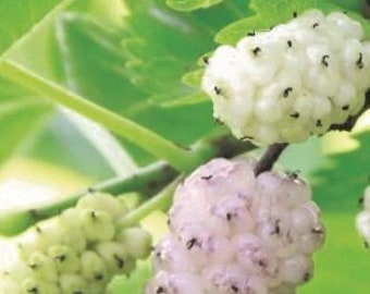 White Pakistan Mulberry Fruit Trees -2 to 3 Feet Tall  -  Ship in  Pot